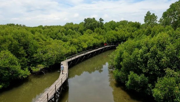  hijau dan romantis wisata hutan mangrove kulon progo mangrove kulon progo  image results more mangrove kulon progo images mengenal mangrove di desa jangkaran  sururudins weblog