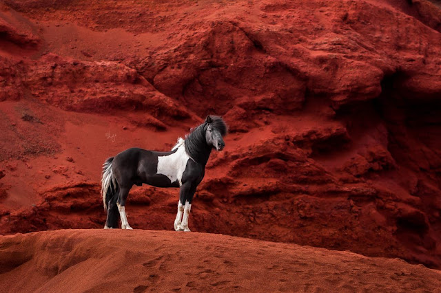 LIGA LIEPINA - FOTOGRAFANDO CAVALOS