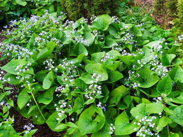 brunnera macrophylla