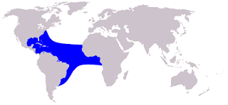 Atlantik dönücü yunusu doğal yaşam alanı haritası