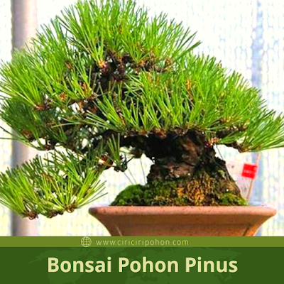 Ciri Ciri Pohon Pinus