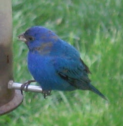 little little bird fly through my window 8