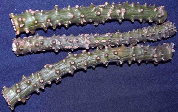 Balai Penyuluhan Pertanian Pagu: Tuba ( Derris elliptica)