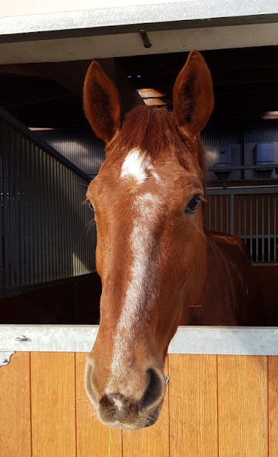 Vom Glück dieser Erde: Urlaub auf dem Küselhof und Reiterhof Witt auf Fehmarn. Die Pferde und Ponys auf dem Küselhof sind zuverlässige Vierbeiner.