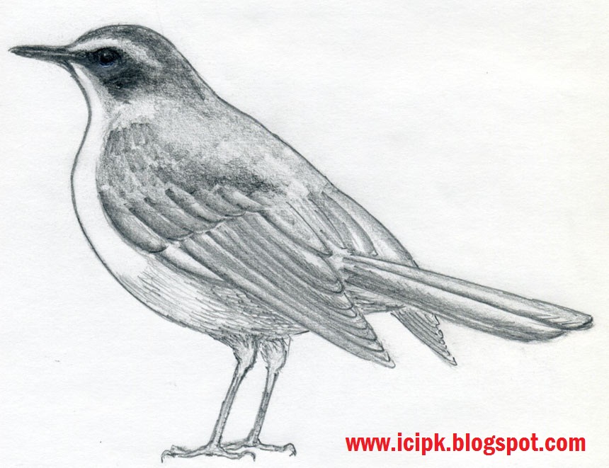 Little Bird Pencil Drawing