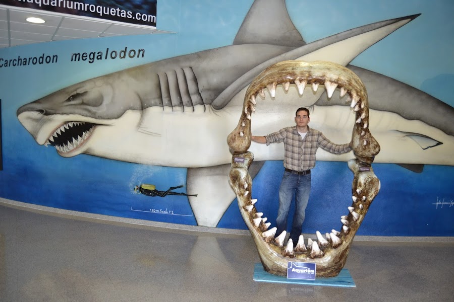 megalodon