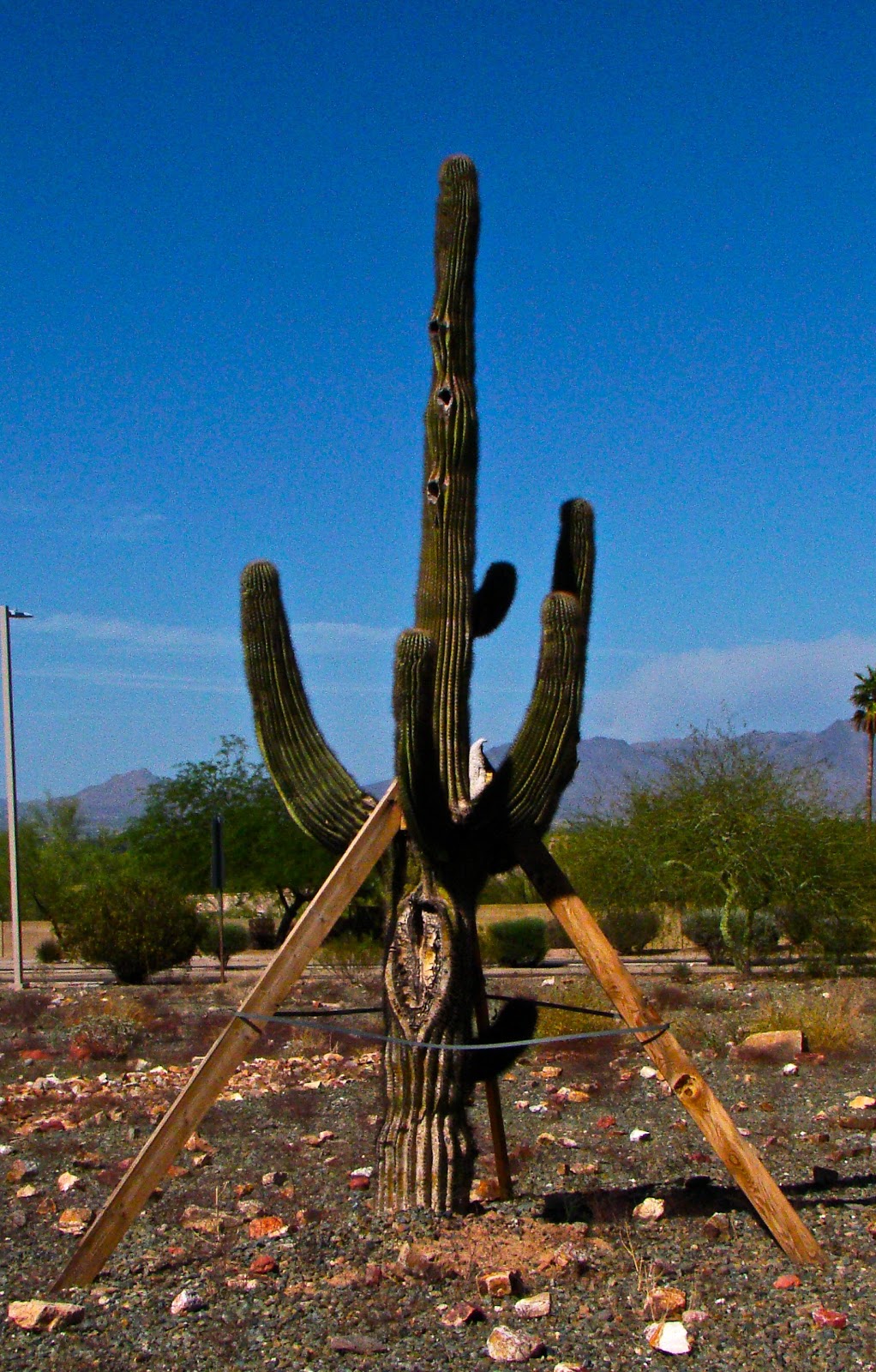Saguaro Cactus Root System