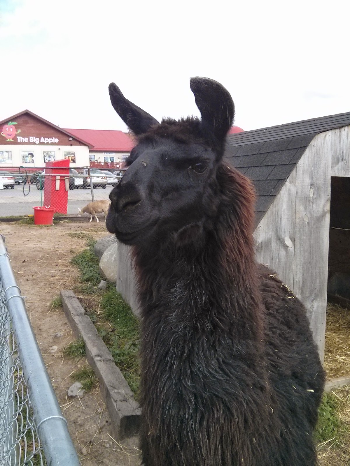 llama at Big Apple Colborne petting farm copyright 2014 OneQuarterMama.ca