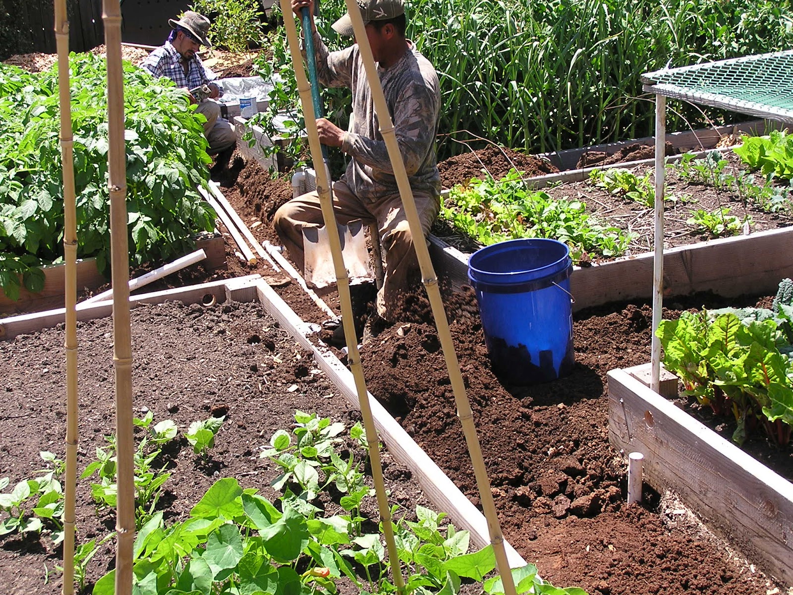 Linda's Garden: Automatic Drip Irrigation!!