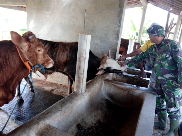 Hewan Korban Di Cek Langsung Oleh Satgas TMMD Reg 105 Kodim Klaten 