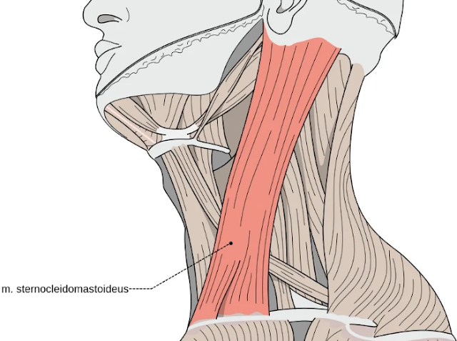 Anatomi Otot Sternokleidomastoid Atau SCM Pada Otot Leher Manusia