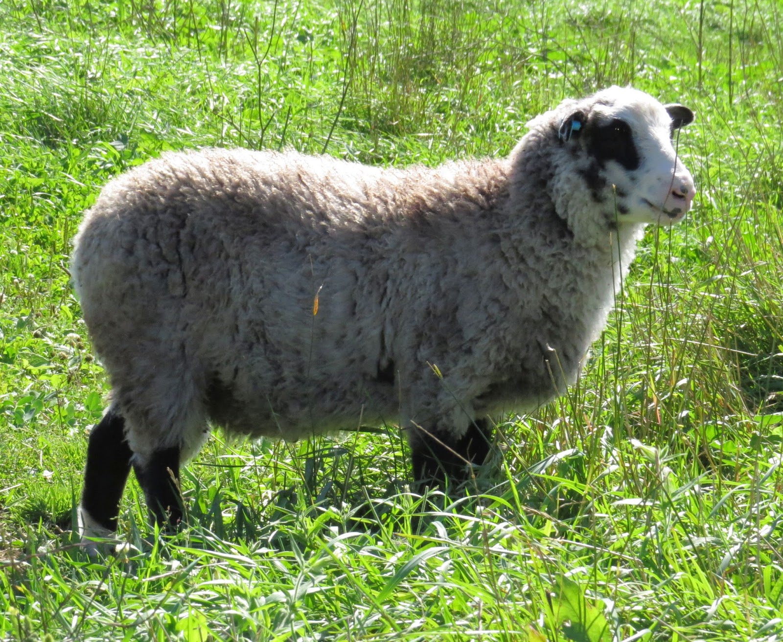 "Ewe's Have It Farm", Shetland Sheep FOR SALE