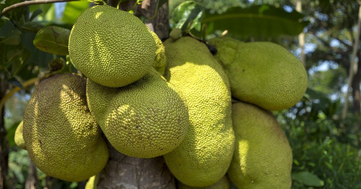 Health benefits of jackfruit