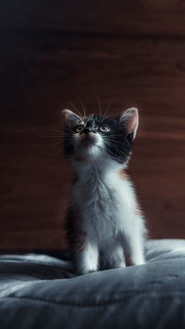 Cute Kitten, Cat, Pet HD wallpaper