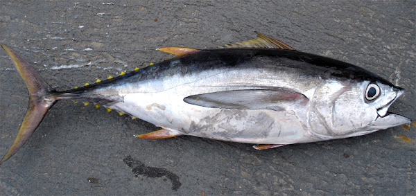 bigeye tuna fish, about bigeye tuna fish, bigeye tuna fish appearance, bigeye tuna fish breeding, bigeye tuna fish color, bigeye tuna fish characteristics, bigeye tuna fish eggs, bigeye tuna fish facts, bigeye tuna fish history, bigeye tuna fish info, bigeye tuna fish images, bigeye tuna fish lifespan, bigeye tuna fish origin, bigeye tuna fish photos, bigeye tuna fish pictures, bigeye tuna fish rarity, bigeye tuna fish size, bigeye tuna fish uses, bigeye tuna fish varieties, bigeye tuna fish weight