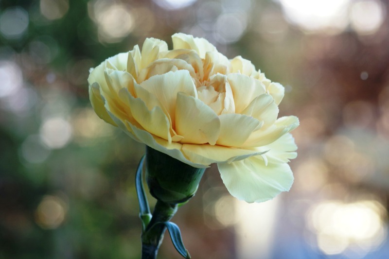 Clavel amarillo Clavel