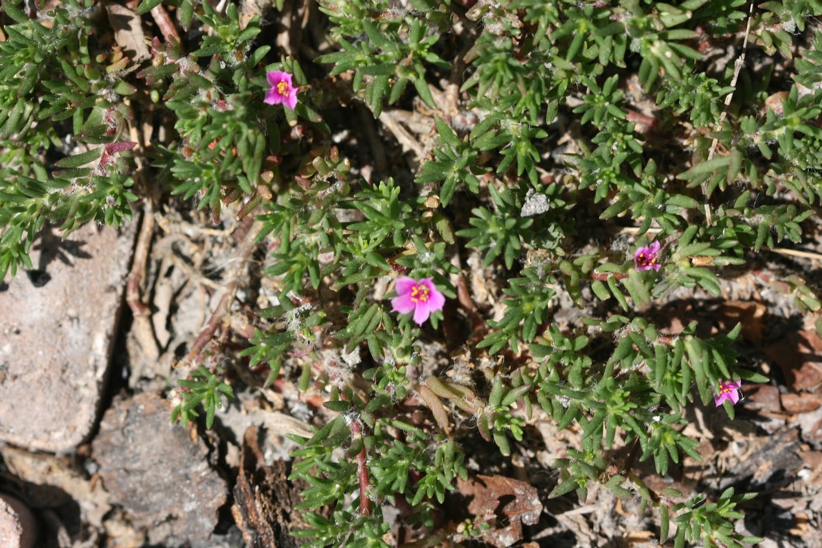 Native Florida Wildflowers Pink Purslane Portulaca pilosa