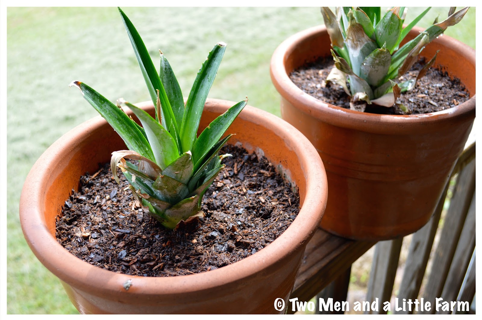 Two Men and a Little Farm HOW TO PROPAGATE A PINEAPPLE