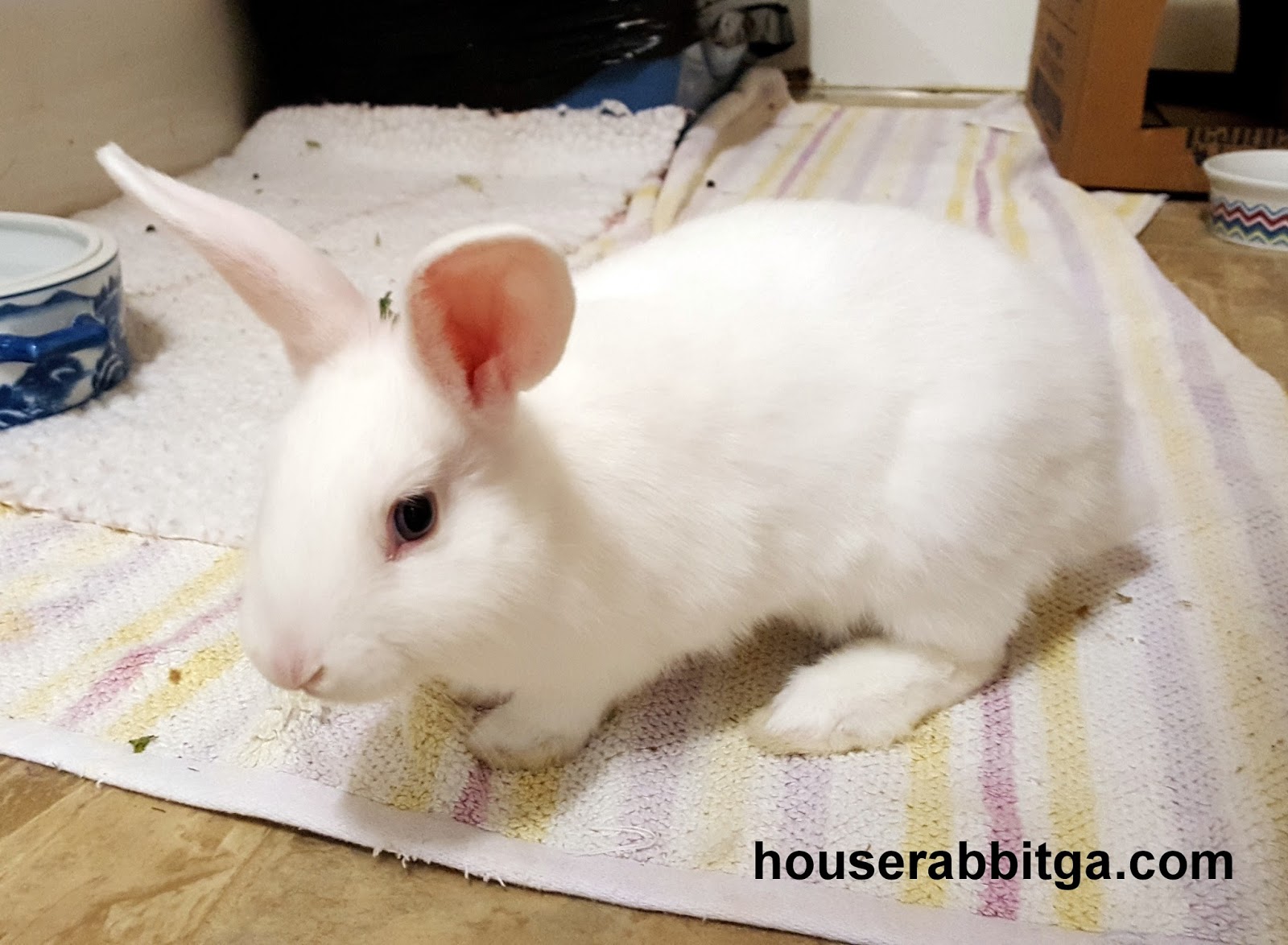 Rabbit Ramblings Adoptable bunnies at the House Rabbit Society