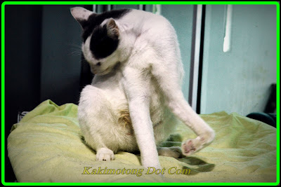 Berita Terkini Si Tina - Digigit Anjing, Digilis Kereta, Jatuh Ke Dalam