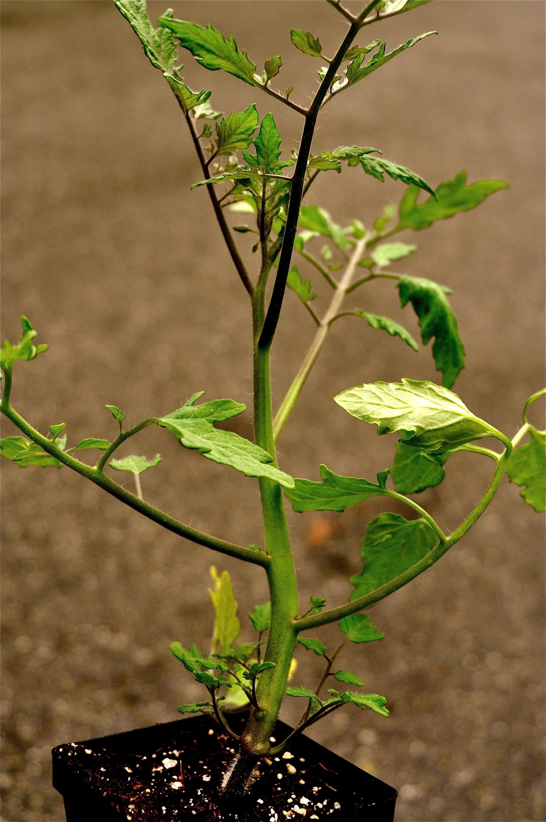 Mister Meatball Time to plant the tomatoes