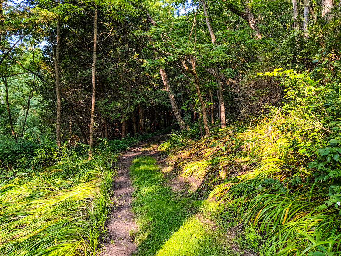 Hiking Morton Forest County Park