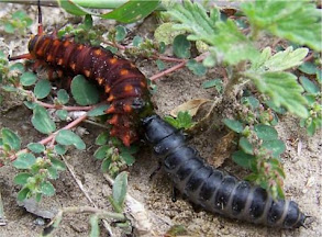 Fiery Searcher larva (R) eating a Pipevine Swallowtail larva