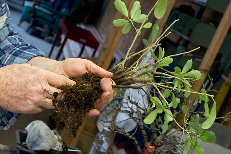 Walter Pall Bonsai Adventures Hank Miller starts a fused trunk ficus
