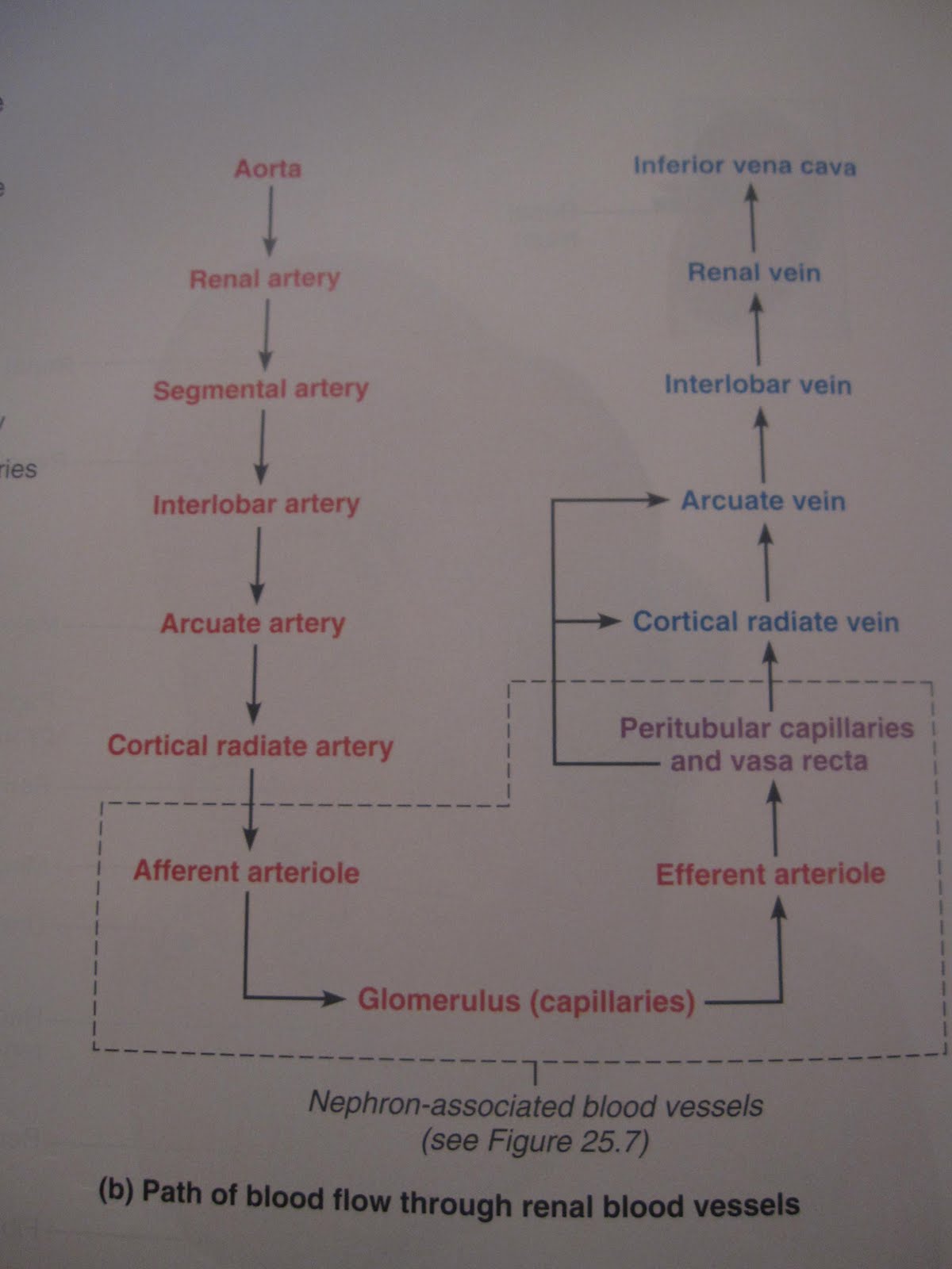 Brenda's A & P Eportfolio: Objective 55: Trace the path of ... veins of the arm diagram 