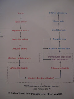 Brenda's A & P Eportfolio: Objective 55: Trace the path of blood flow
