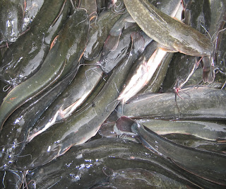 Ikan Lele Sangkuriang Asli: Benih Ikan Lele Sangkuriang 