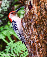 Red-bellied Woodpecker – Grayton State Park, FL – Mar. 39, 2018 – Roberta Palmer