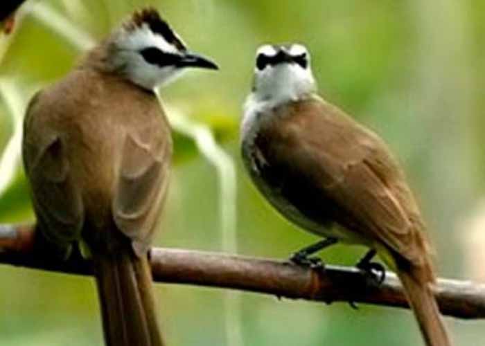 Rahasia!! Ciri Burung Trucukan Jantan Yang Bermental Bagus