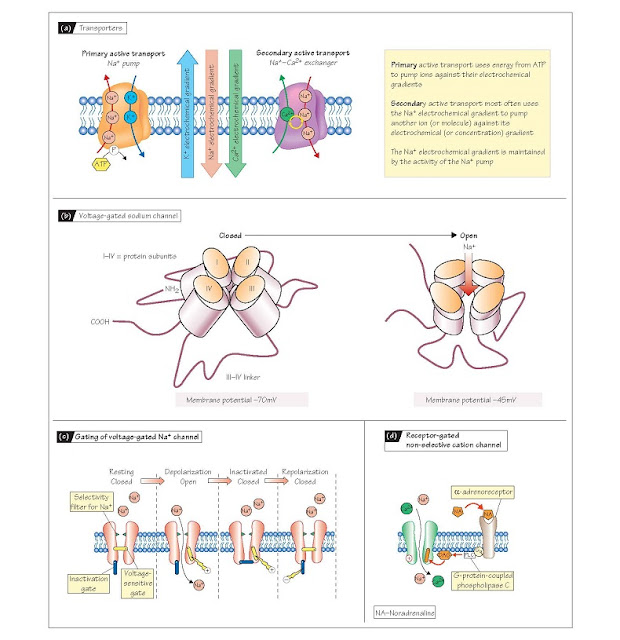 Membrane Transport Proteins And Ion Channels