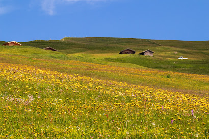 Example of the flower-filled meadows of Alpe di Cisles.