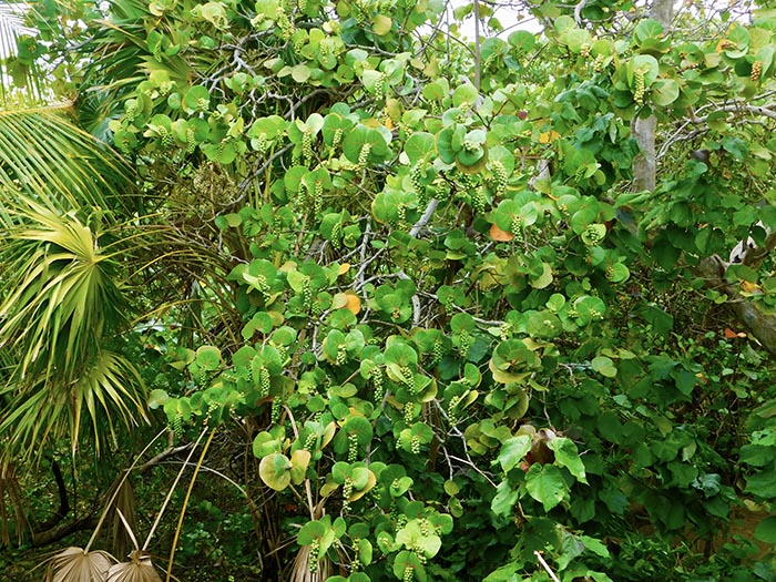 My Roatan Adventures in Creating Nirvana sea grape season