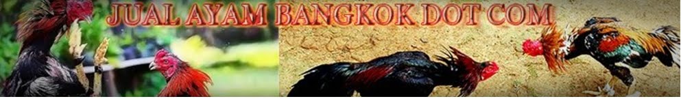 JUAL AYAM BANGKOK MURAH DAN BERKUALITAS