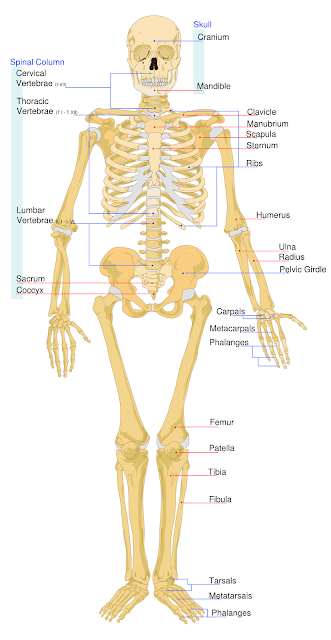 Bones in Human Body