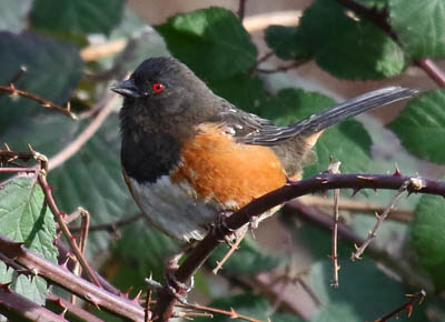 Photo of Spotted Towhee in blackberry bushes Photo of Spotted Towhee in blackberry bushes