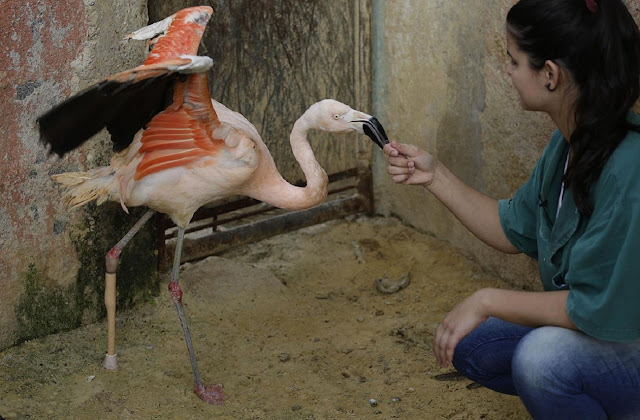 Ветеринары зоопарка регулярно проверяют самочувствие птицы