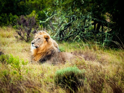Lion Images Lion Images