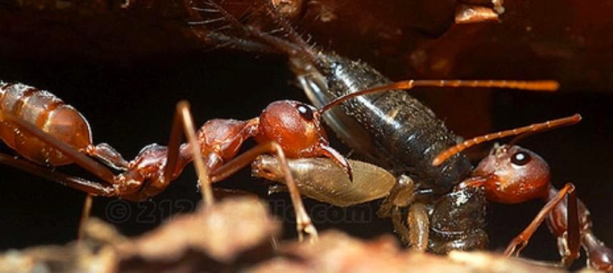  saya hari ini mau membagikan untuk anda sekilas tentang semut merah Sekilas Tentang Semut Merah