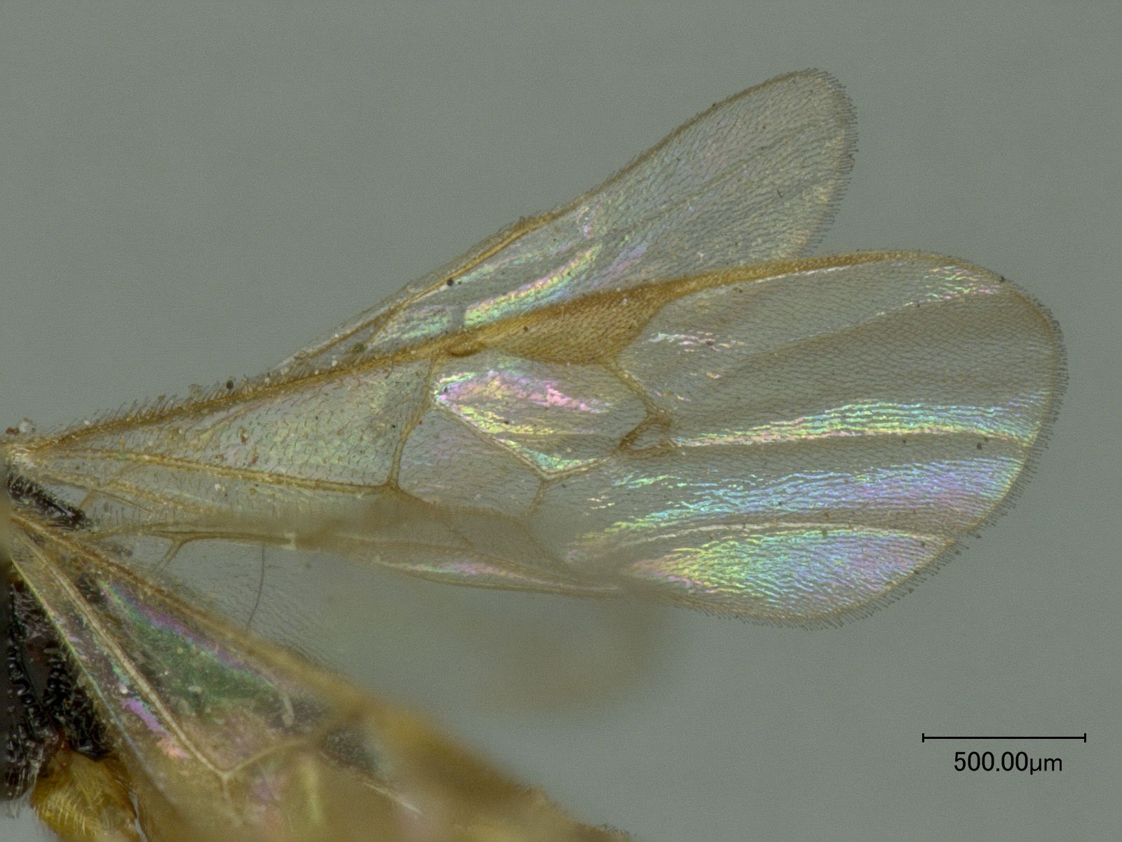 BRACONID WASPS, CATERPILLARS, AND BIOCONTROL: Canadian Microgastrinae ...