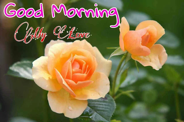 Good Morning Images with Yellow Rose Flower