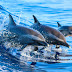 Φουντώνει το μυστήριο με τα ακέφαλα δελφίνια που ξεβράζονται σε ισπανικές παραλίες