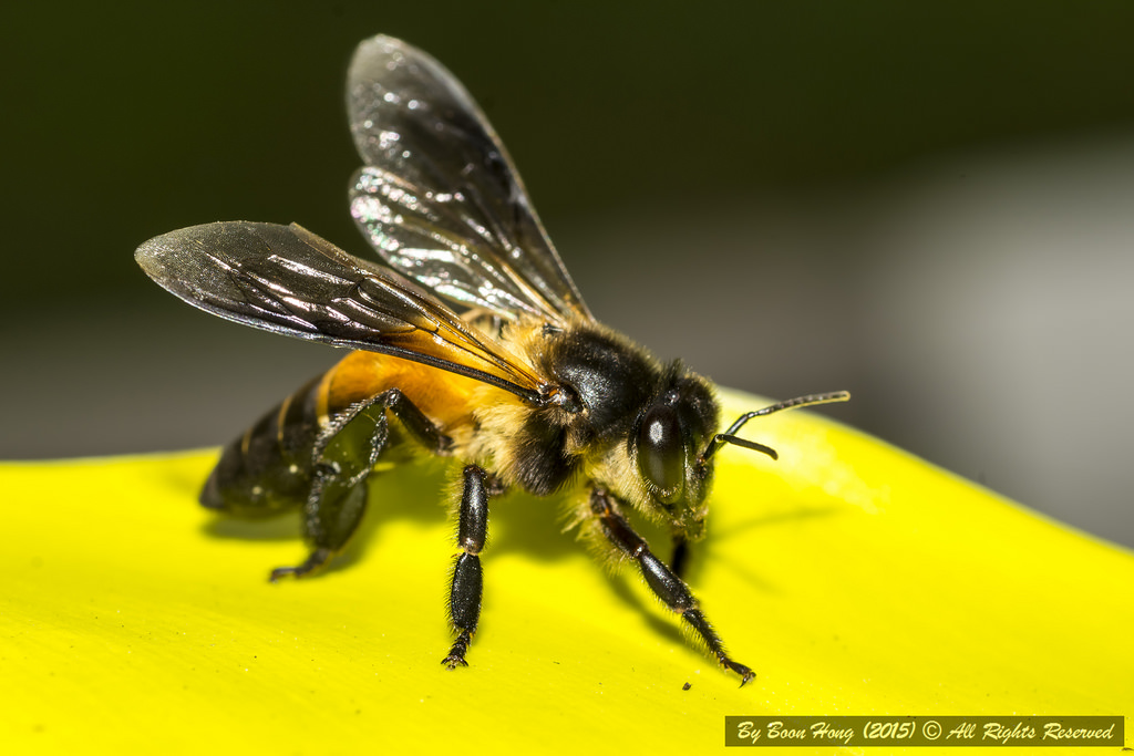 Bing apis. АПИС Дорсата пчела. Пчелы APIS dorsata. Гималайская медоносная пчела. Пчелы laboriosa.