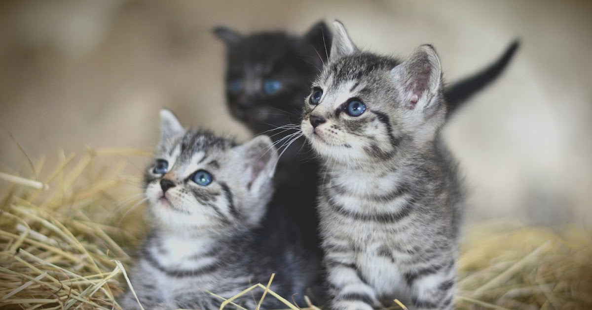 Caring for an orphaned newborn kitten without mother