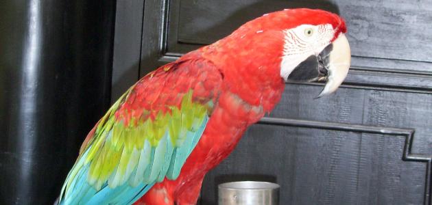 تفسير الببغاء في الحلم ثقف نفسك