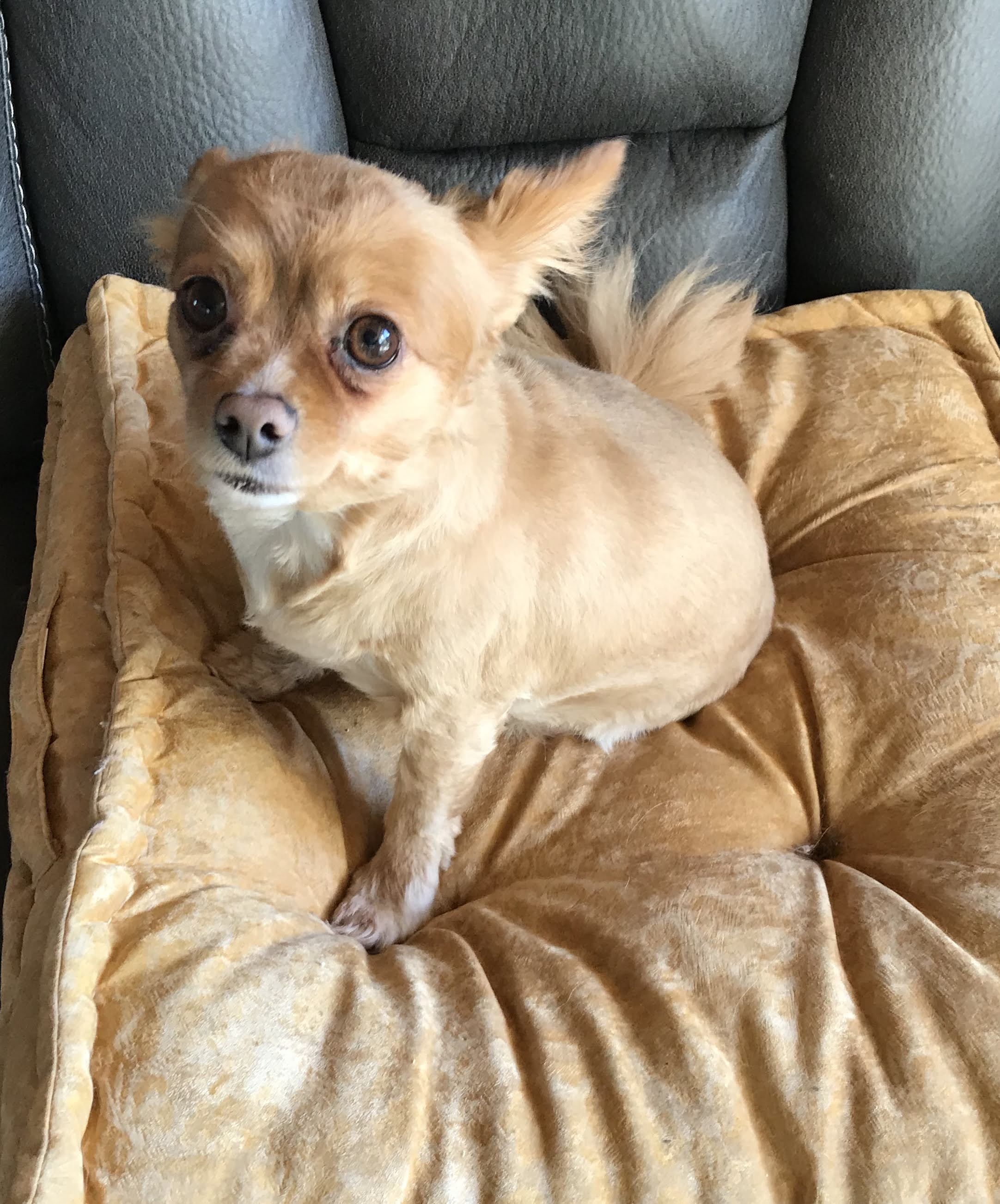Chihuahua Rescue Illinois - 0kv88e0
