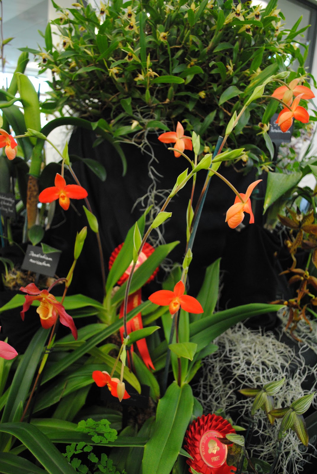 NEWS | The Orchid Society of Great Britain
